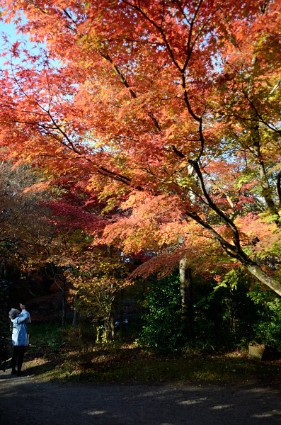 湯布院紅葉_b0170969_21194714.jpg