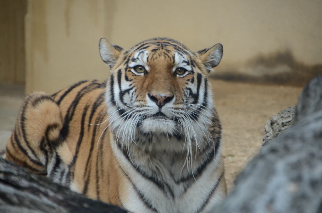 ２０１２年１１月王子動物園#2_a0052986_0292750.jpg