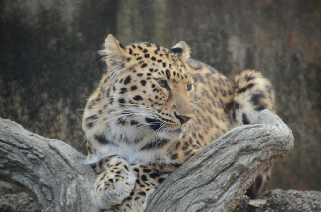 ２０１２年１１月王子動物園#2_a0052986_071476.jpg