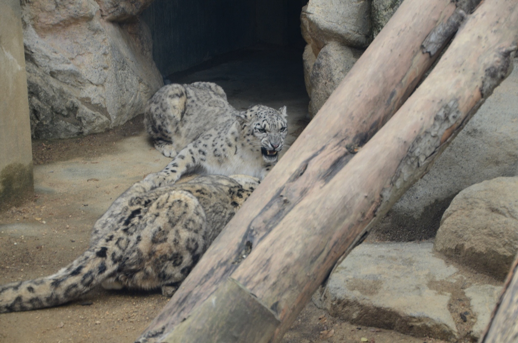 ２０１２年１１月王子動物園#2_a0052986_0756100.jpg