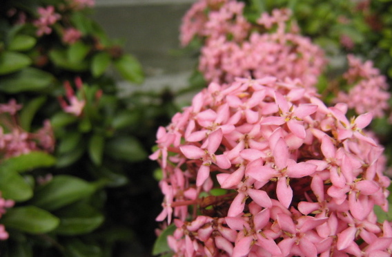 チュラロンコン大学 のほほんタイ暮らし