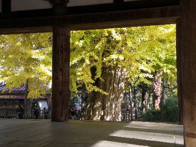 長床の銀杏の木_a0096989_21582217.jpg