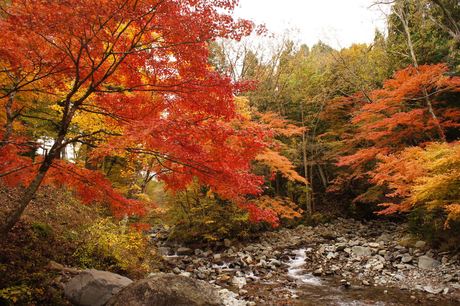 毎週紅葉　道志の森キャンプ場にて_d0165689_237618.jpg