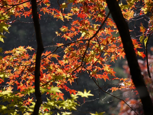 比叡山麓の紅葉_b0067694_0165191.jpg