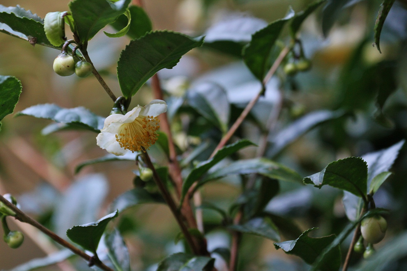 初冬をしらせる　　　　≪　　　茶の花　　　≫_a0140000_2138043.jpg