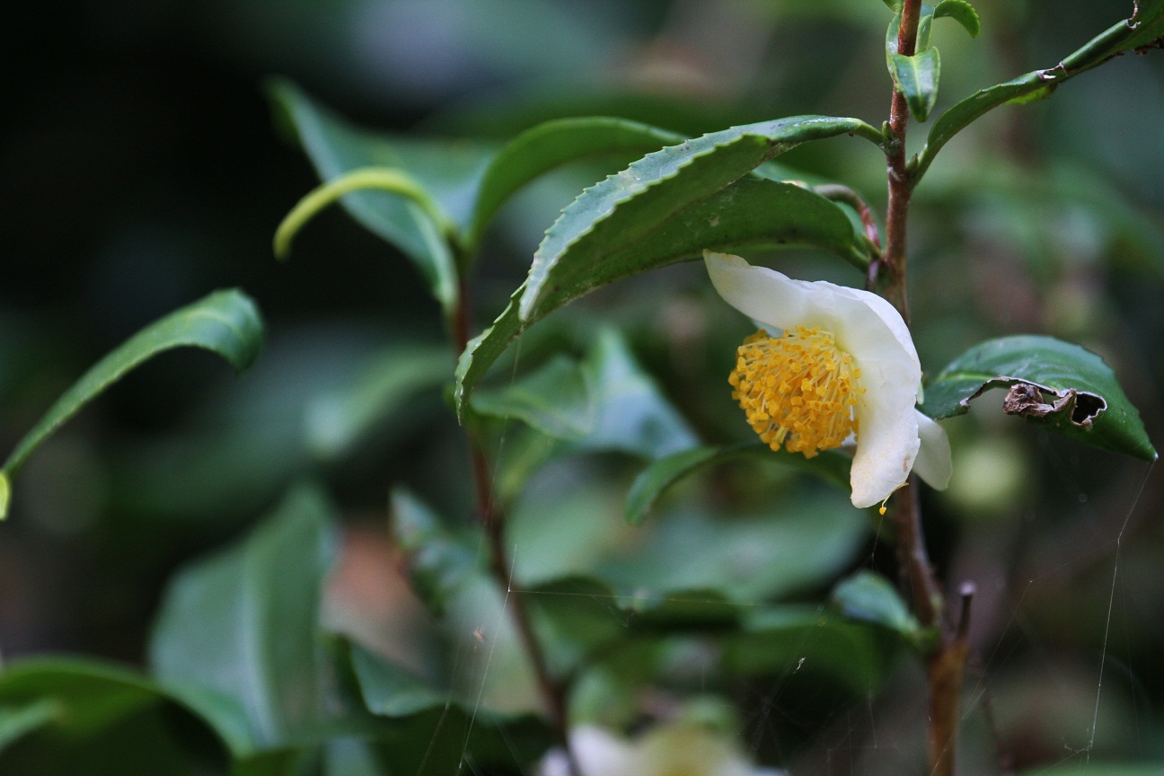 初冬をしらせる　　　　≪　　　茶の花　　　≫_a0140000_21391823.jpg