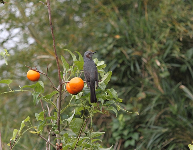 ふるさとの野鳥_d0230507_1784854.jpg