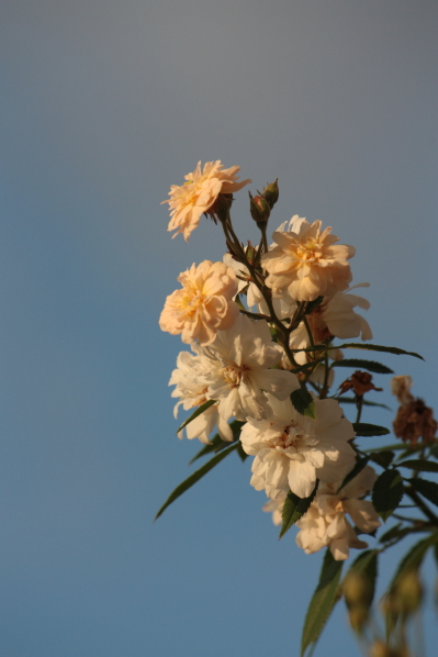 d0001008_1735966.jpg
