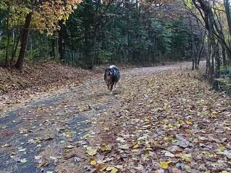 藤沢　周平　　　2012.11.20_e0001110_8521012.jpg