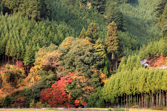 紅葉だより27 龍澤寺(りょうたくじ)_e0048413_21101714.jpg