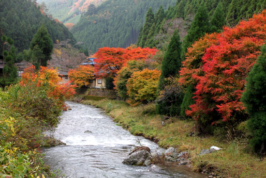 紅葉だより27 龍澤寺(りょうたくじ)_e0048413_21104618.jpg
