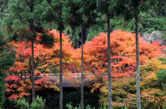 紅葉だより27 龍澤寺(りょうたくじ)_e0048413_2111188.jpg