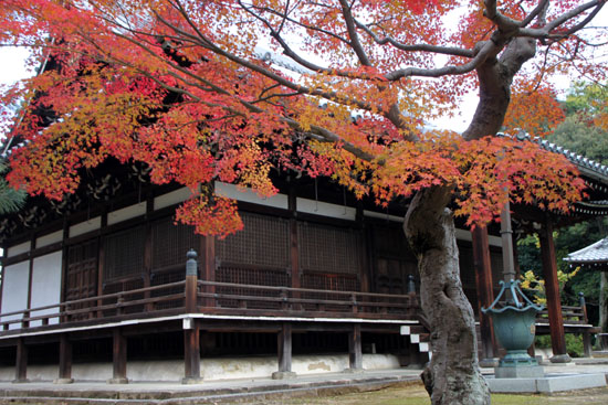 紅葉だより30　智積院（ちしゃくいん）_e0048413_22131332.jpg