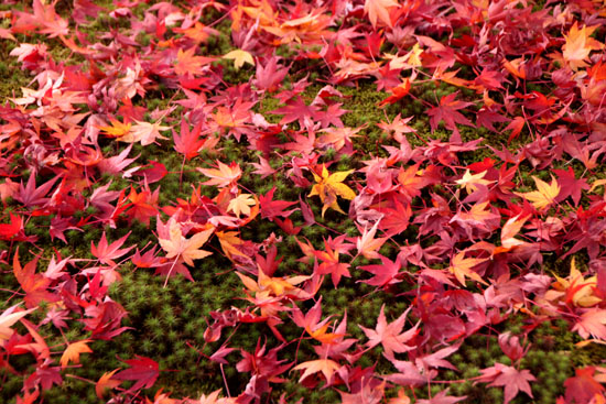 紅葉だより31 東福寺_e0048413_22414073.jpg
