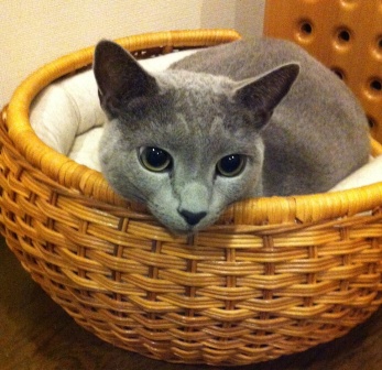メタボだけど男前!_c0125114_15493213.jpg