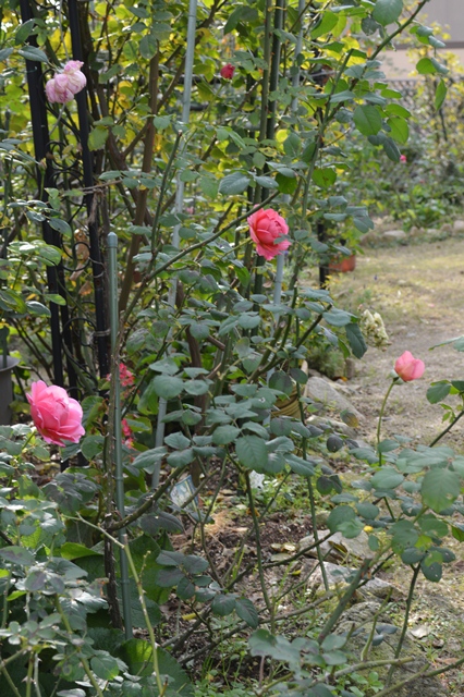 d0096422_1833954.jpg