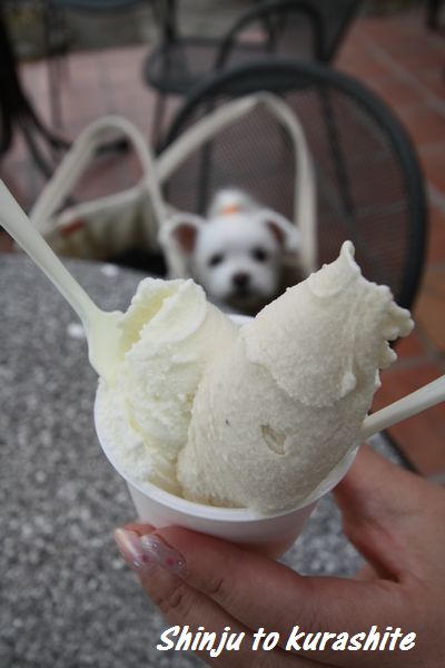 犬連れ新潟旅行vol.3(お買いもの&お宿deお外ごはん)_a0246523_8345374.jpg