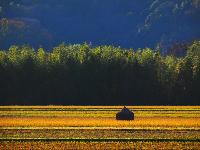 黄金色の田園_b0244424_334443.jpg