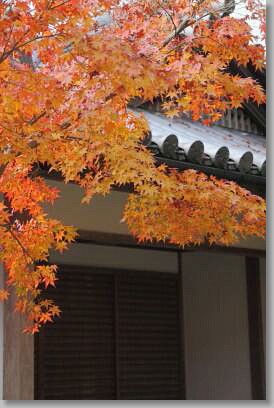 京都の紅葉巡り　　高雄山神護寺_d0038630_22251227.jpg