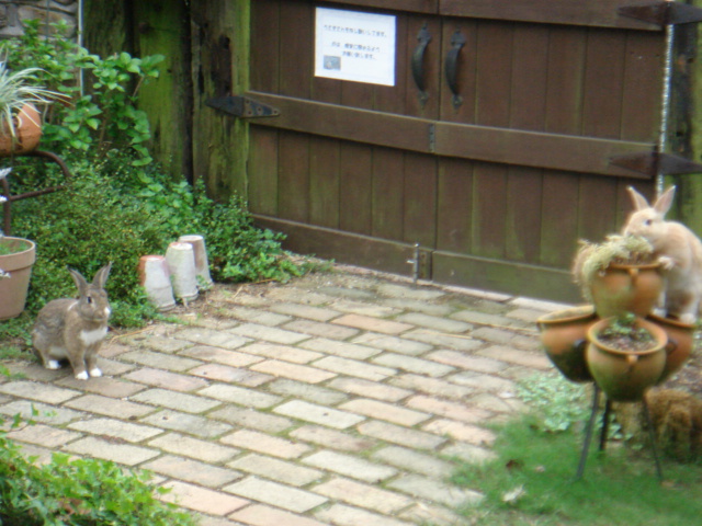 e0001531_22461441.jpg