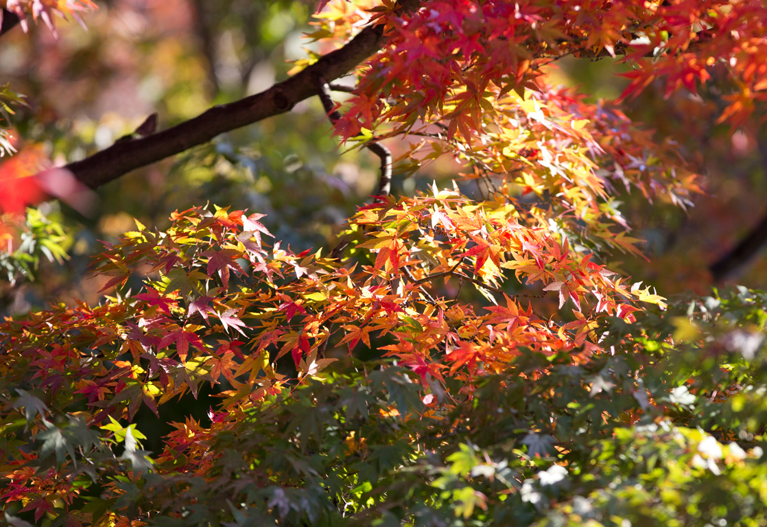 (7)「自然と紅葉」のトップページ　自然と紅葉」「自然の美と美」「紅葉求めて」「紅葉を求めて」_f0033831_411283.jpg