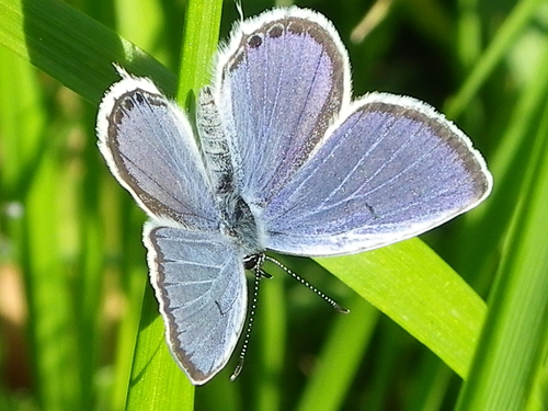ツバメシジミ　カテゴリー編_d0254540_20144171.jpg