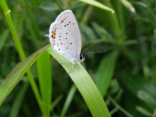 ツバメシジミ　カテゴリー編_d0254540_20195213.jpg