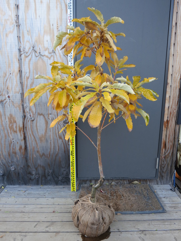 オウゴンカシワ 黄金柏 販売 画像 写真 価格 値段 庭木 安行 植木 田中園 Shop Tanakaen Jp Web Magazine