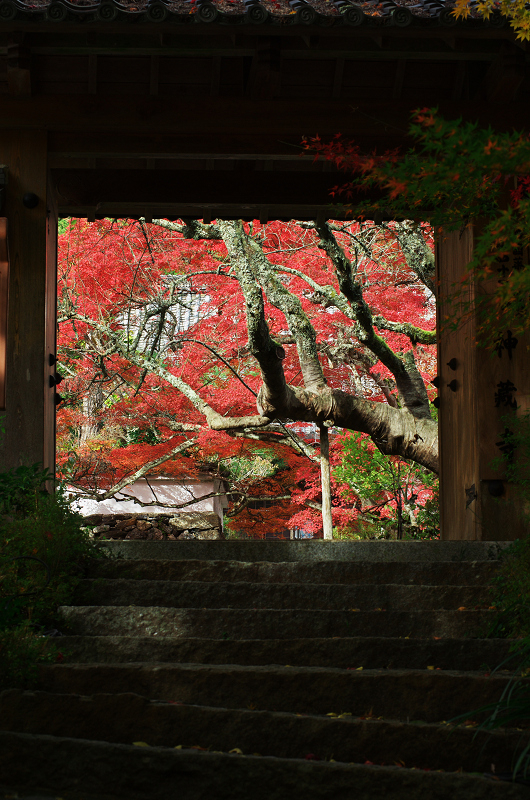 錦絵巻（亀岡・神藏寺）_f0155048_21585836.jpg