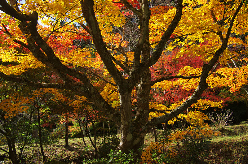 錦絵巻（亀岡・神藏寺）_f0155048_224599.jpg