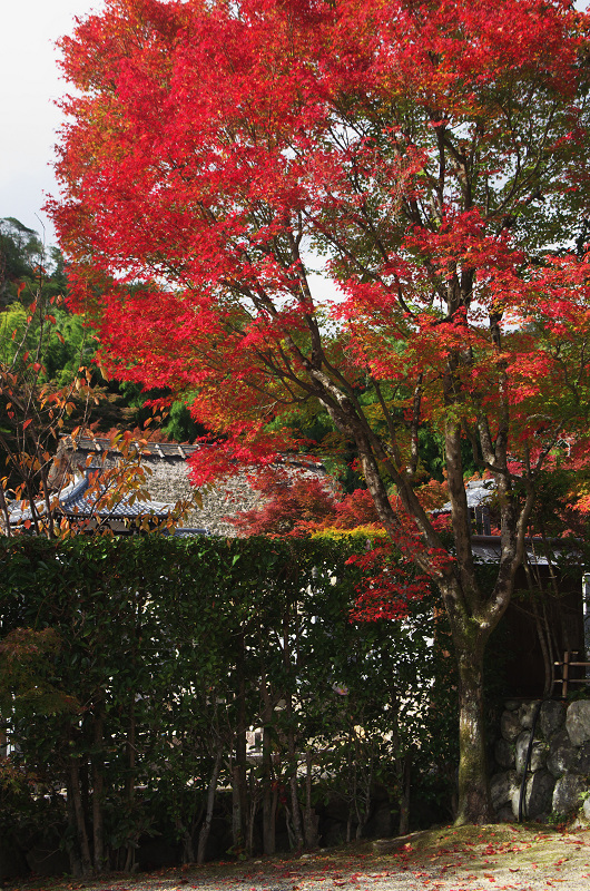 彩りの化野念仏寺_f0155048_22542476.jpg