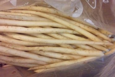 牛蒡薊