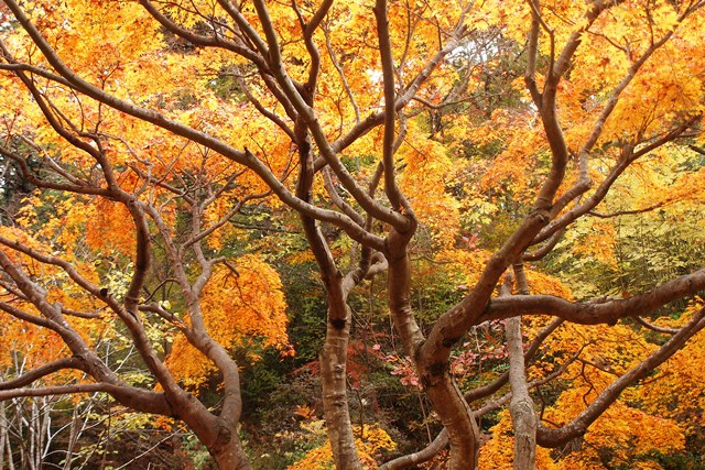 神戸市立森林植物園の紅葉_b0227552_15412816.jpg