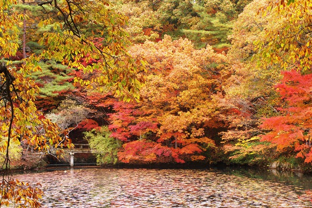 神戸市立森林植物園の紅葉_b0227552_15413775.jpg