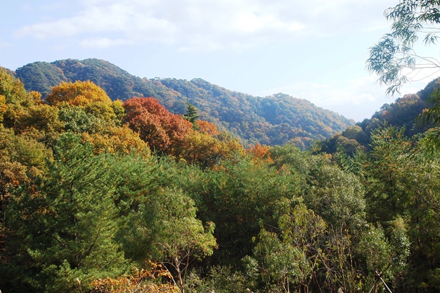 神戸市立森林植物園の紅葉_b0227552_1542948.jpg