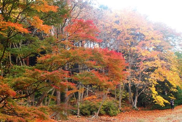神戸市立森林植物園の紅葉_b0227552_1543774.jpg