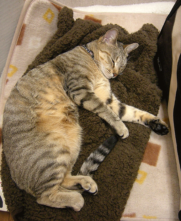 11月20日 ねこ暖房_a0001354_19423724.gif