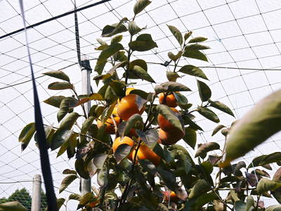 太秋柿 古川果樹園 二日酔いに太秋柿!!_a0254656_1813842.jpg