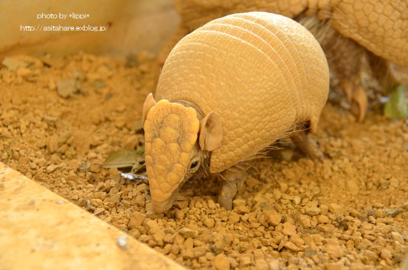 マタコミツオビアルマジロの赤ちゃん 動物園でお散歩