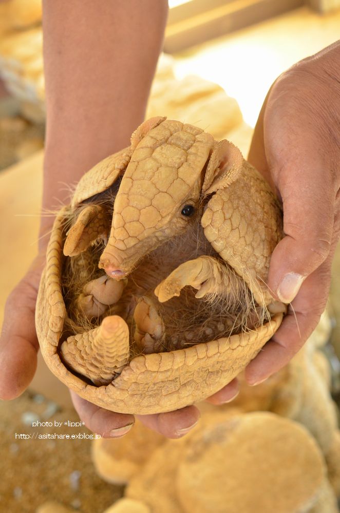 マタコミツオビアルマジロの赤ちゃん 動物園でお散歩