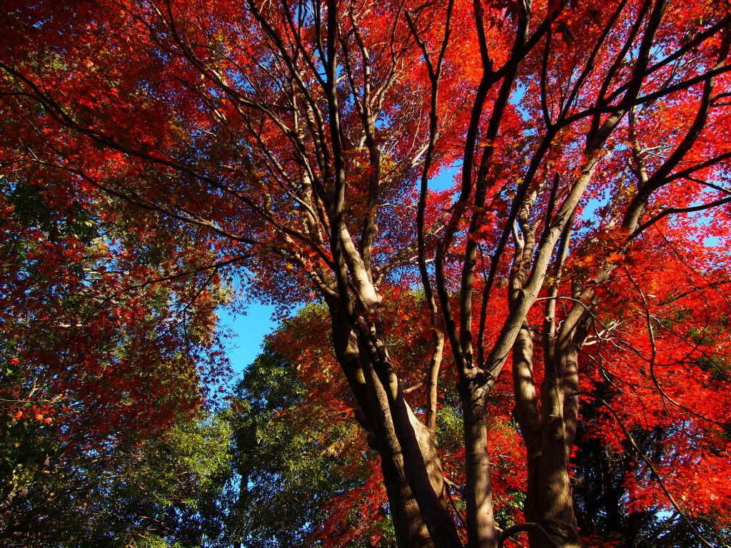 秋彩 ～昭和記念公園～_e0290358_2234812.jpg