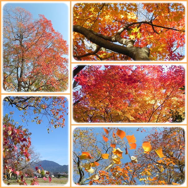 麻氐良山登山と大宰府周辺の紅葉散策。_f0016066_22313693.jpg