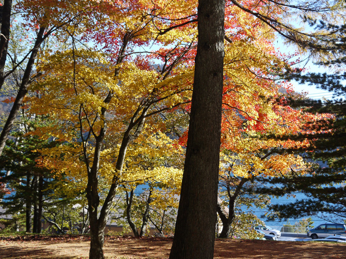 上州湯けむり紅葉紀行（４）戦場ヶ原・二荒山神社：10・29_c0014967_10111982.jpg