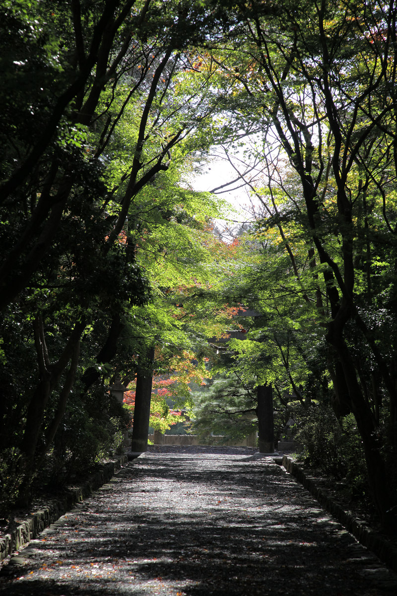 紅葉　2012  西山　　大原野神社_f0021869_22595656.jpg