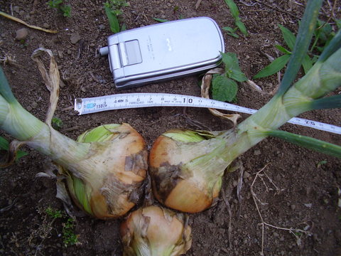 芽が出たタマネギを植えた実験結果報告 素人百姓日記 有機無農薬野菜作りの記録
