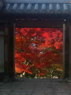 f0200477_64565.jpg