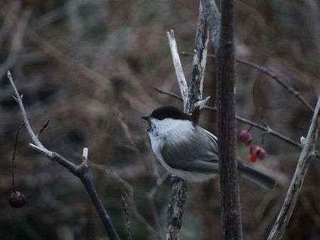 野鳥の季節_e0120896_6464247.jpg