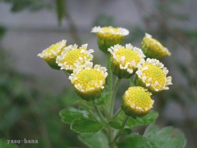 e0025300_1813967.jpg