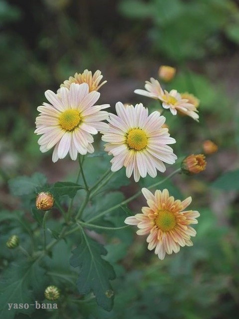e0025300_18342949.jpg