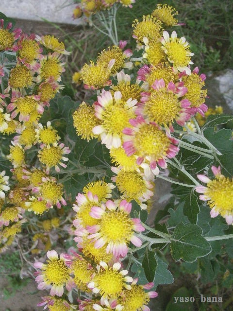 e0025300_18364341.jpg
